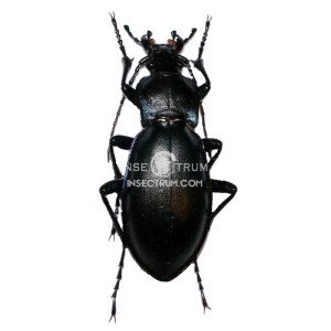 CARABUS GERMARII CARABUS GERMARII